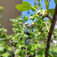 カシス,カシスの画像