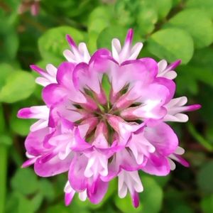 レンゲソウ,雑草,山野草,野草,清々しいの画像