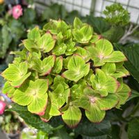 サボテン,うちわかえで紅葉(もみじ),紫陽花 アジサイ あじさい,ベランダの画像