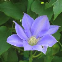 クレマチス,ツルニチニチソウ,春のお花,春到来！,幸せの青い花の画像