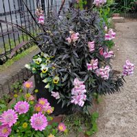 オステオスペルマム,キンギョソウ　ブロンズドラゴン,ももいろタンポポの画像