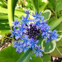 鉢植え,小さな庭の画像