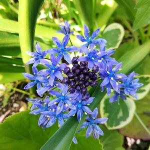 鉢植え,小さな庭の画像