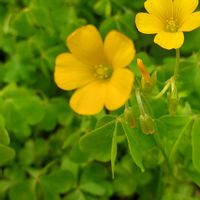 カタバミの画像
