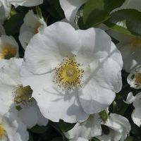 ナニワイバラの画像