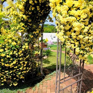 地植え,かわいいな♡,ありがとう♡,成長が楽しみ,お花好きの画像