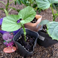 ギボウシ,シラン,花のある暮らし,夏野菜,バラと夢CLUBの画像