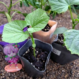 ギボウシ,シラン,花のある暮らし,夏野菜,バラと夢CLUBの画像