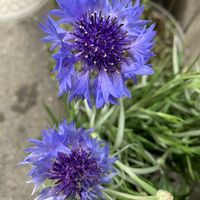 キンセンカ,ヤグルマギク,タケノコ,スィートピー,庭の画像