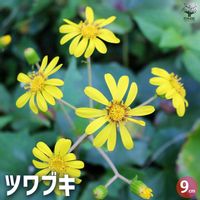 ツワブキの画像