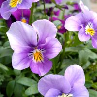 ガーデニング,季節の花,花のある暮らし,季節を楽しむ,花を愛でるの画像