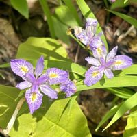 チゴユリ,チゴユリ,ヒメシャガ,ヒメシャガ,ライラックの画像