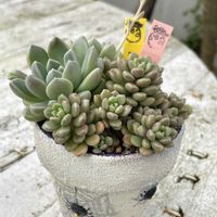 多肉植物,リメ鉢,しぞーか勢,fellowの画像