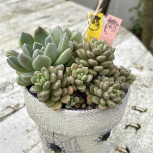多肉植物,リメ鉢,しぞーか勢,fellowの画像