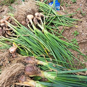 小さな畑,家庭菜園,畑の画像