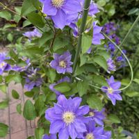 クレマチス,クレマチス パストラーレ,鉢植え,癒しの薄紫,癒しの紫♡の画像