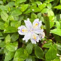 オオイヌノフグリ,シャガ,きれい,山野草,アヤメ科の画像