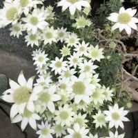 フランネルフラワーの画像