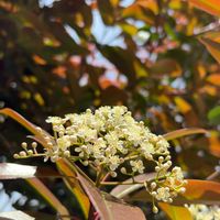 ツツジ,ヒメウツギ,イロハモミジ,ベニカナメモチ(レッドロビン),ラーメンの画像