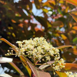 ツツジ,ヒメウツギ,イロハモミジ,ベニカナメモチ(レッドロビン),ラーメンの画像
