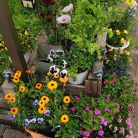 キンセンカ,ポピー,ロイヤルサンセット,レーマニア・エラータ,オステオぺルマムの画像