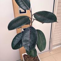 フィカス バーガンディ,フィカス バーガンディ,フィカス バーガンディ,観葉植物,フィカス属の画像