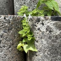 ユキノシタ,クサノオウ,シロバナタツナミソウ,きれい,山野草の画像