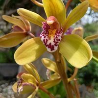 シンビジウム,シンビジューム,開花,花のある暮らし,おうち園芸の画像