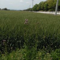 シロツメクサ,シロツメクサ,シロツメクサ,ムギ,ムギの画像