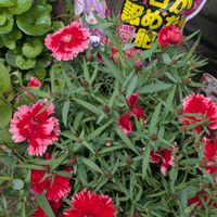 オステオスペルマム,スーパーパフェ　ストロベリーの画像