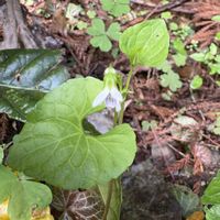 サトイモ科,ムサシアブミ,ミツバ,カラスビシャク,ツボスミレの画像