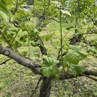 ブドウ,農薬散布,無謀な栽培の画像