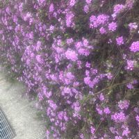 カスミソウの画像