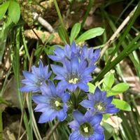 サクラ,シラネアオイ,チューリップ,チューリップ,パンジー・ビオラの画像