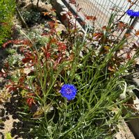 モッコウバラ,デルフィニウム,バラ　カミーユ,ヤグルマギク ブルーボーイの画像