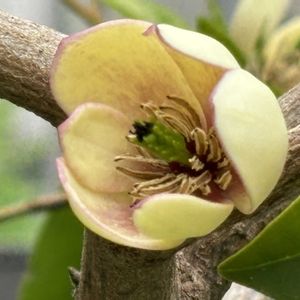 カラタネオガタマの画像