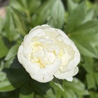 オルラヤ,コデマリ,シャクヤク,シャクヤク,小手毬の画像