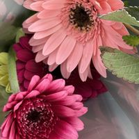 ガーベラの画像