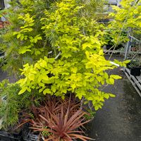 ドウダンツツジ,黄金 アオダモ,高東農園の画像