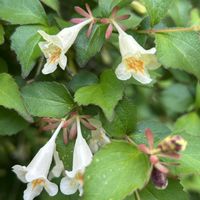 ウツギ,ツクバネウツギ,白い花♡,樹木の花,丘陵地の画像
