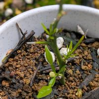 柚子,ユズ,鉢植,挿し木の画像