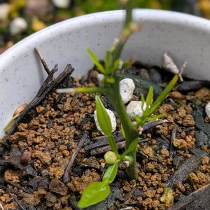 柚子,ユズ,鉢植,挿し木の画像