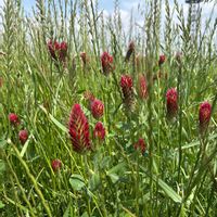 ストロベリーキャンドルの画像