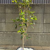 キンモクセイ,金木犀の画像