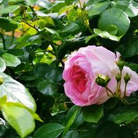 モモイロタンポポ,西洋オダマキ,西洋オダマキ,ラナンキュラスラックス,ラナンキュラスラックスの画像