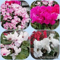 シクラメン,花のある暮らし,いただきもの,こぼれだね,「戦争のない、平和な世界に」の画像