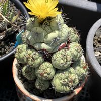 多肉植物,観葉植物の画像