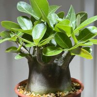 アデニウム,アデニウム アラビカム,アデニウム アラビカム ブラックスキン,塊根植物,アデニウム属の画像