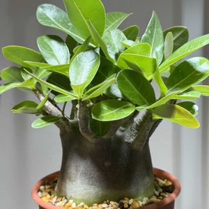 アデニウム,アデニウム アラビカム,アデニウム アラビカム ブラックスキン,塊根植物,アデニウム属の画像