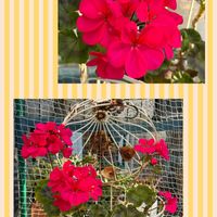 ゼラニウム,チーム魔女っ子,ストロングビューティー,ほんわか♥️ほんのりの画像